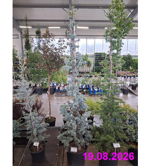 Cedrus atlantica 'Glauca' C 25 L